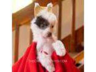 Chinese Crested Puppy for sale in Denver, CO, USA