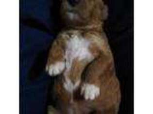 Mutt Puppy for sale in Brighton, CO, USA