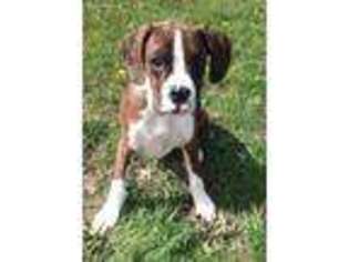 Boxer Puppy for sale in Uniontown, PA, USA