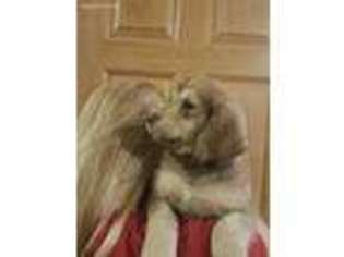 Labradoodle Puppy for sale in Eau Claire, WI, USA