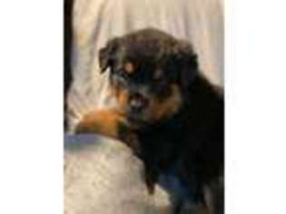 Rottweiler Puppy for sale in Lakeport, CA, USA