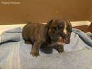 Bulldog Puppy for sale in Bokchito, OK, USA