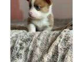 Pembroke Welsh Corgi Puppy for sale in Camino, CA, USA