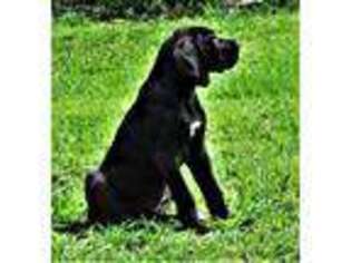 Great Dane Puppy for sale in Hebron, NE, USA
