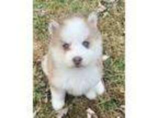 Siberian Husky Puppy for sale in Salyersville, KY, USA
