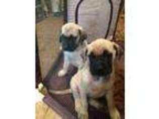 Mastiff Puppy for sale in FAYETTEVILLE, NC, USA