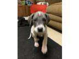 Great Dane Puppy for sale in Uncasville, CT, USA