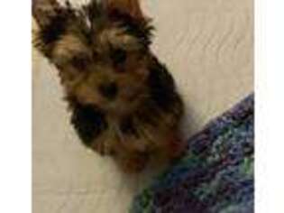 Yorkshire Terrier Puppy for sale in Springfield, VA, USA