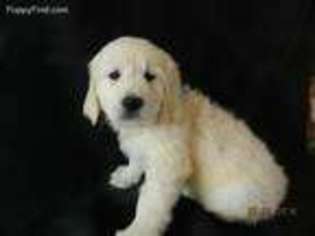 Golden Retriever Puppy for sale in Hackettstown, NJ, USA