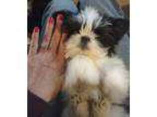 Mutt Puppy for sale in West Plains, MO, USA