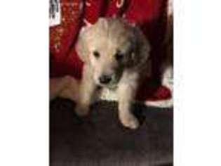 Goldendoodle Puppy for sale in Rising Fawn, GA, USA