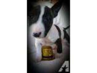 Bull Terrier Puppy for sale in MEDINA, OH, USA