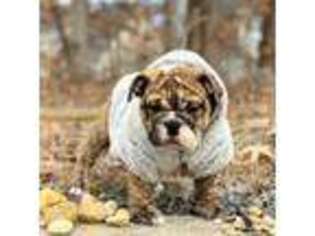 Bulldog Puppy for sale in Owings Mills, MD, USA