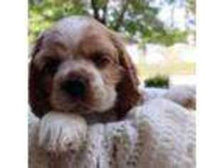 Cocker Spaniel Puppy for sale in Indianapolis, IN, USA