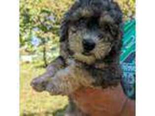 Mutt Puppy for sale in Brandon, SD, USA