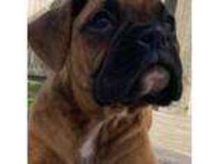 Boxer Puppy for sale in Greenville, IL, USA