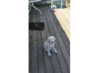 Labrador Retriever Puppy for sale in Grant, MI, USA