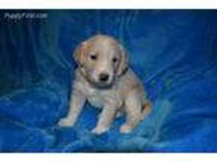 Labradoodle Puppy for sale in Douglas, WY, USA