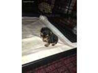 Yorkshire Terrier Puppy for sale in Defuniak Springs, FL, USA