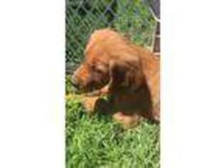 Golden Retriever Puppy for sale in Fort Worth, TX, USA