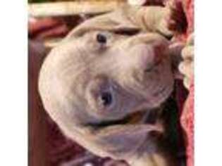 Weimaraner Puppy for sale in Vanzant, MO, USA