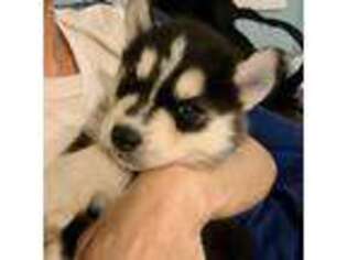 Siberian Husky Puppy for sale in Richlands, NC, USA