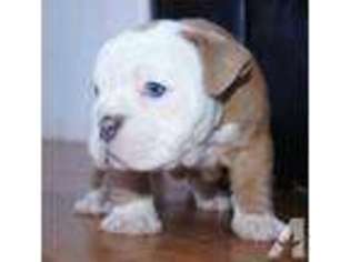 Bulldog Puppy for sale in NEWPORT BEACH, CA, USA