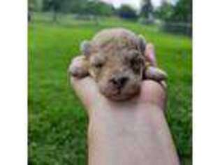 Mutt Puppy for sale in Doerun, GA, USA