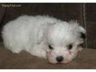 Maltese Puppy for sale in Sedan, KS, USA