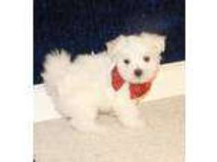 Maltese Puppy for sale in Warrensburg, MO, USA
