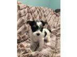 Biewer Terrier Puppy for sale in Littleton, CO, USA