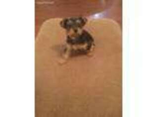 Yorkshire Terrier Puppy for sale in Sparrows Point, MD, USA