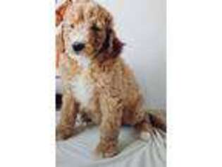 Goldendoodle Puppy for sale in Fond Du Lac, WI, USA
