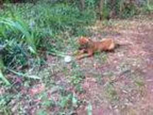Rhodesian Ridgeback Puppy for sale in Fortson, GA, USA