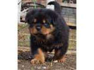 Rottweiler Puppy for sale in Pevely, MO, USA