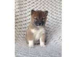 Shiba Inu Puppy for sale in Ephrata, PA, USA