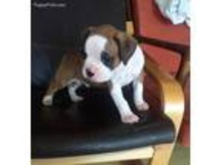 Boxer Puppy for sale in Spartanburg, SC, USA