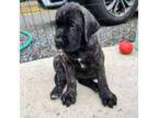 Mastiff Puppy for sale in Egg Harbor Township, NJ, USA