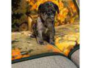 Pug Puppy for sale in Long Prairie, MN, USA