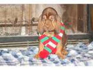 Bloodhound Puppy for sale in Montevallo, AL, USA