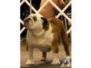 Bulldog Puppy for sale in LEAGUE CITY, TX, USA