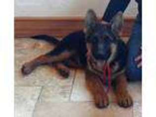 German Shepherd Dog Puppy for sale in Oroville, WA, USA