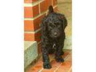 Labradoodle Puppy for sale in Monroe, NC, USA