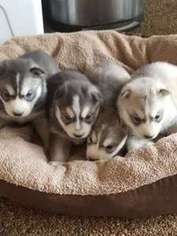 Siberian Husky Puppy for sale in Fort Meade, FL, USA