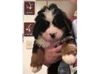 Bernese Mountain Dog Puppy for sale in Sunbury, PA, USA