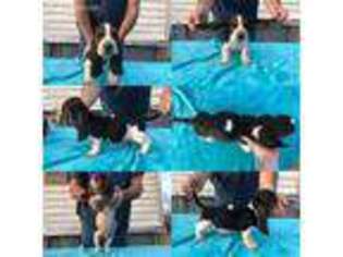 Basset Hound Puppy for sale in Saucier, MS, USA