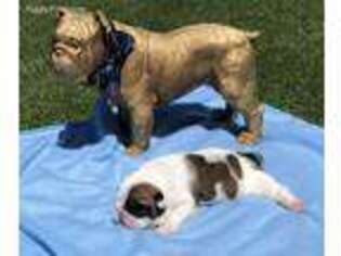 Bulldog Puppy for sale in Sahuarita, AZ, USA