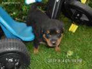 Rottweiler Puppy for sale in Stevens, PA, USA