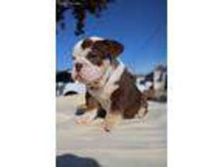 Bulldog Puppy for sale in Inglewood, CA, USA