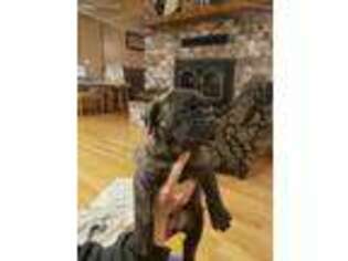 Cane Corso Puppy for sale in Ash Grove, MO, USA